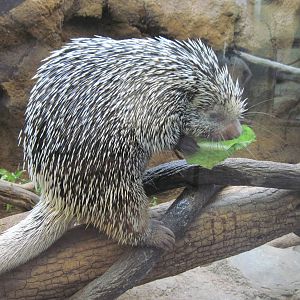 Tropics-Prehensile-tailed Porcupine