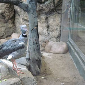 Tropics-Crested Screamer