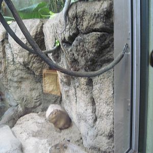 Tropics-Prehensile-tailed Porcupine and Capybaras