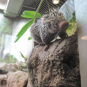 Tropics-Prehensile-tailed Porcupine