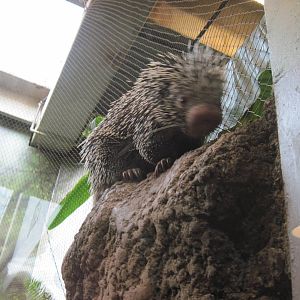 Tropics-Prehensile-tailed Porcupine