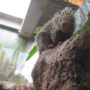 Tropics-Prehensile-tailed Porcupine