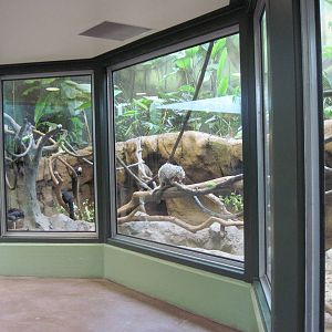 Tropics-White-faced Saki Monkey/Prehensile-tailed Porcupine/Crested Screame