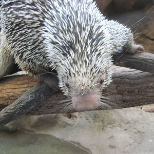 Tropics-Prehensile-tailed Porcupine