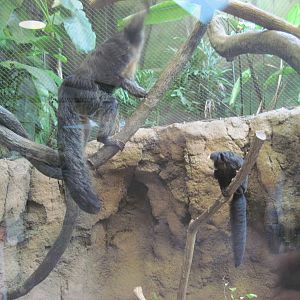 Tropics-White-faced Saki Monkeys
