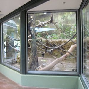 Tropics-Blue Monkey/Mona Monkey/African Spurred Tortoise Exhibit