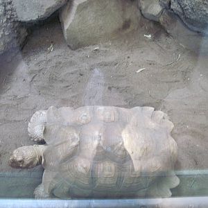 Tropics-African Spurred Tortoise