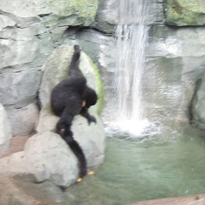 Tropics-White-cheeked Gibbon