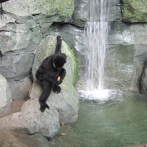 Tropics-White-cheeked Gibbon