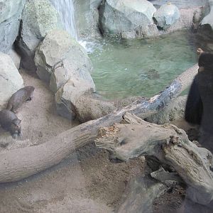 Tropics-Asian Small-clawed Otters and White-cheeked Gibbon