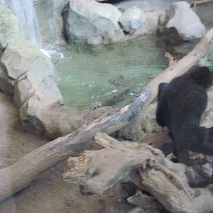 Tropics-White-cheeked Gibbon