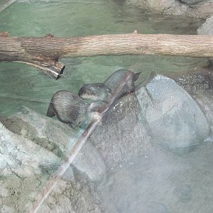 Tropics-Asian Small-clawed Otters