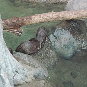 Tropics-Asian Small-clawed Otters