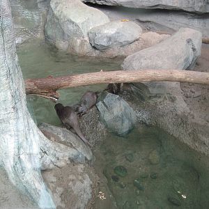 Tropics-Asian Small-clawed Otters