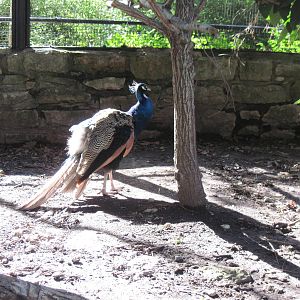 Tropical Animals-Common Peafowl