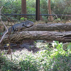Tropical Animals-Green Iguana