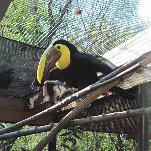 Tropical Animals-Swainson's Toucan