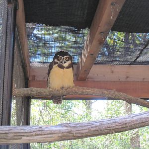 Tropical Animals-Spectacled Owl