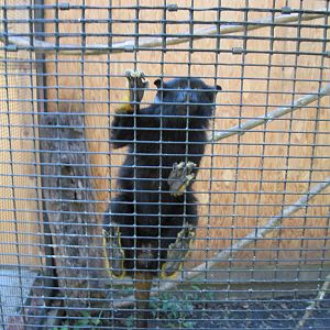 Tropical Animals-Red-handed Tamarin