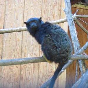 Tropical Animals-Red-handed Tamarin