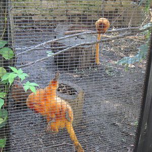Tropical Animals-Golden Lion Tamarins