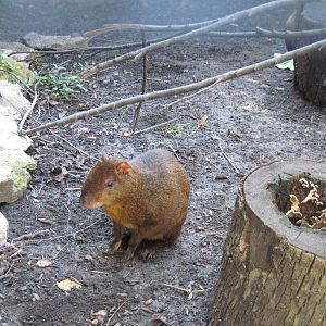 Tropical Animals-Agouti