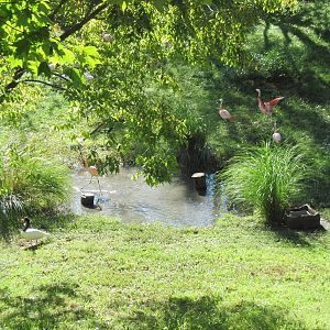 Africa-Mute Swan/Black-necked Swan/Lesser Flamingo/Chilean Flamingo Exhibit