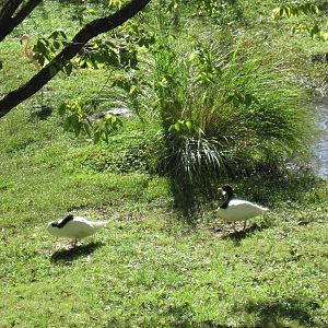 Africa-Black-necked Swans