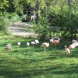 Africa-Chilean and Lesser Flamingos