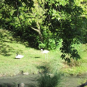 Africa-Black-necked Swan and Chilean Flamingo
