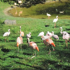 Africa-Chilean and Lesser Flamingos