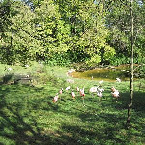 Africa-Chilean and Lesser Flamingos
