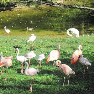 Africa-Chilean and Lesser Flamingos and Mute Swan