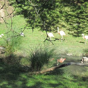 Africa-Chilean Flamingos
