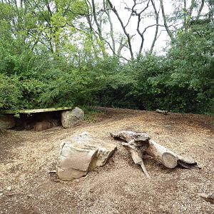 Red River Hog Exhibit