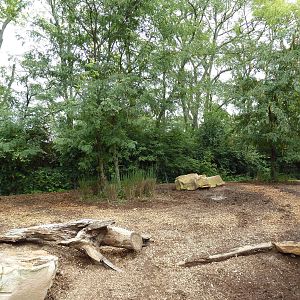 Red River Hog Exhibit