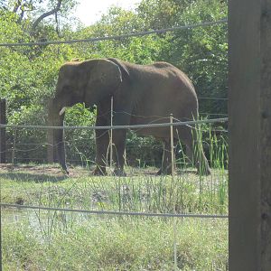 Africa-African Elephant