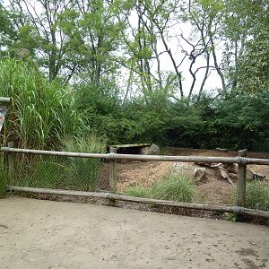 Red River Hog Exhibit