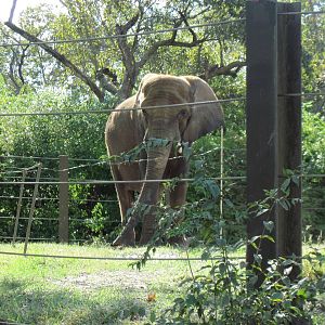Africa-African Elephant