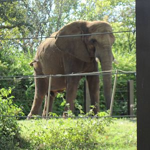 Africa-African Elephant