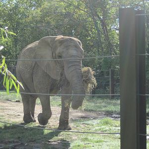 Africa-African Elephant