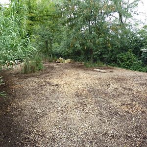 Red River Hog Exhibit