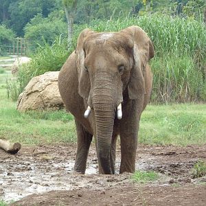 African Elephant