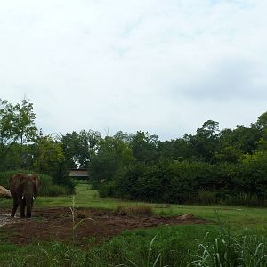 3-Acre African Elephant Exhibit