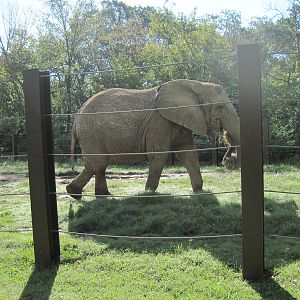 Africa-African Elephant