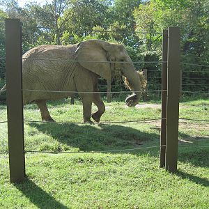 Africa-African Elephant