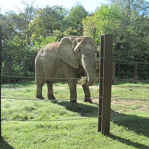 Africa-African Elephant