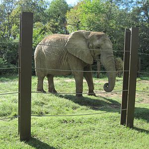 Africa-African Elephant