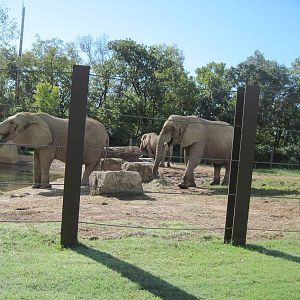 Africa-African Elephants