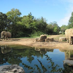 Africa-African Elephants